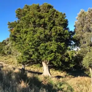 A massive, mature Podocarpus totara 'Totara' tree standing in a landscape, demonstrating its incredibly dense, long-lived evergreen canopy.