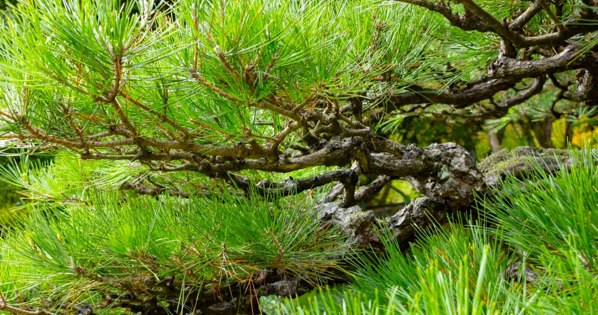 Japanese Black Pine, Pinus thunbergii, in a Japanese Garden. Sequoia Valley Farms, Mittagong NSW Southern Highlands