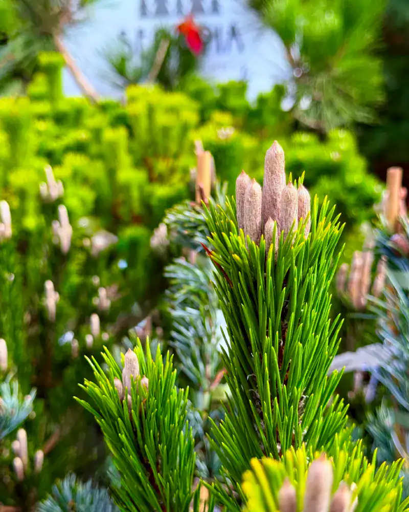 Silvery-white tomentose terminal bud of Pinus thunbergii Japanese Black Pine, key identification feature