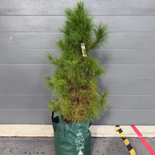 Full view of a 25L radiata pine potted Christmas tree in its grow bag, approx. 115 to 130cm tall, pruned to a bushy cone