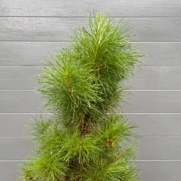 Close-up of the needles and central leader on a 25L potted Monterey Pine (Pinus radiata) living Christmas tree