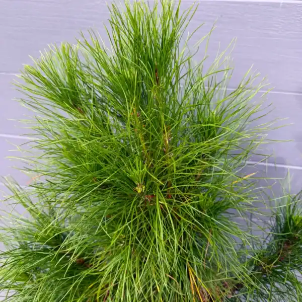 Close view of the dense, deep green needles on a 35L Monterey Pine (Pinus radiata) living Christmas tree