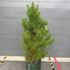 A full, bushy 35L Monterey Pine (Pinus radiata) potted Christmas tree in its green grow bag, grown and shaped by Spruced