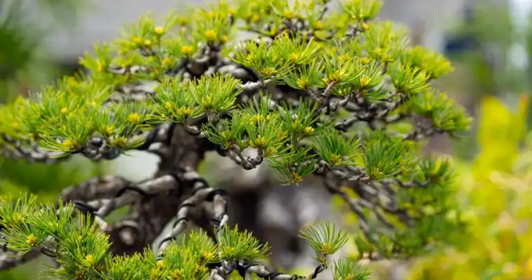 Japanese Black Pine, Pinus thunbergii, as a bonsai in a custom pot at Sequoia Valley Farms, Mittagong NSW Southern Highlands