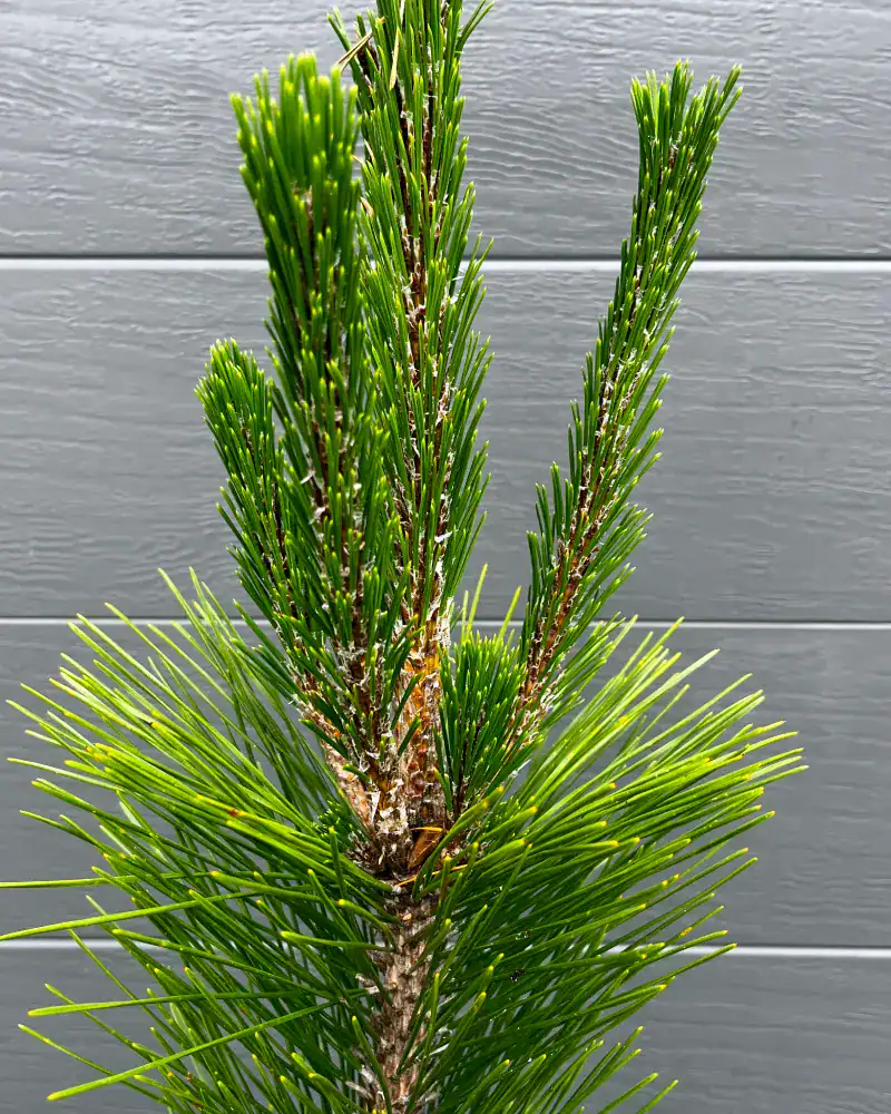 Extending spring candle on a healthy Japanese Black Pine, Pinus thunbergii, grown in Australia