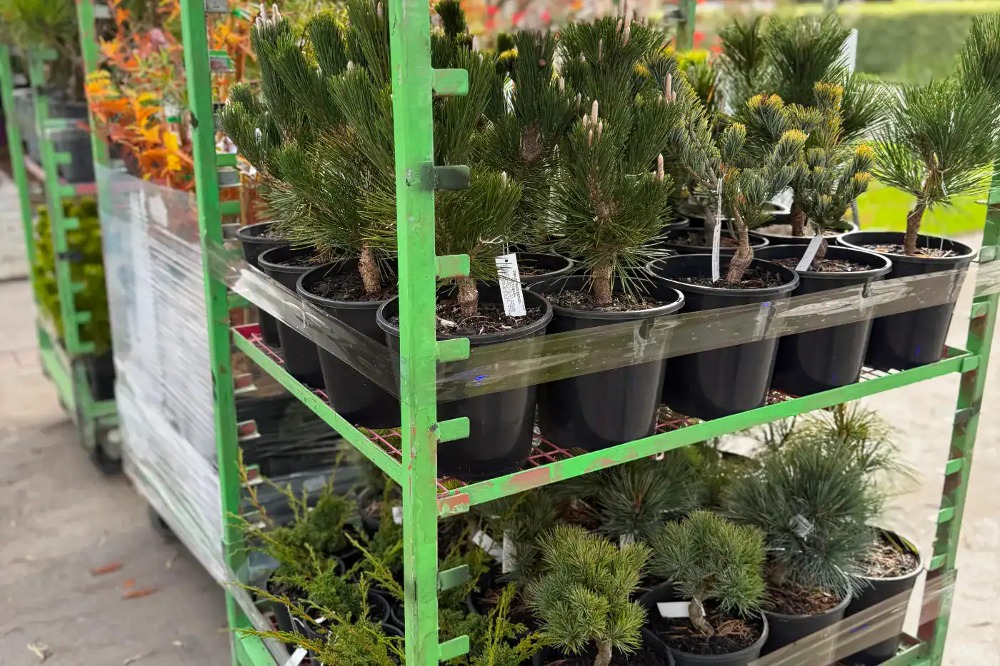 Japanese pines and other conifers in nursery pots on a green trolley, staged for dispatch at Sequoia Valley Farms, Mittagong NSW