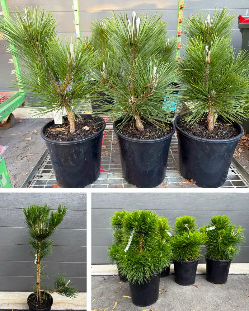 Grafted Japanese Black Pine 'Kotobuki', now known as 'Takara' above, with seed-grown Pinus thunbergii and dwarf seed-grown Yatsubusa below