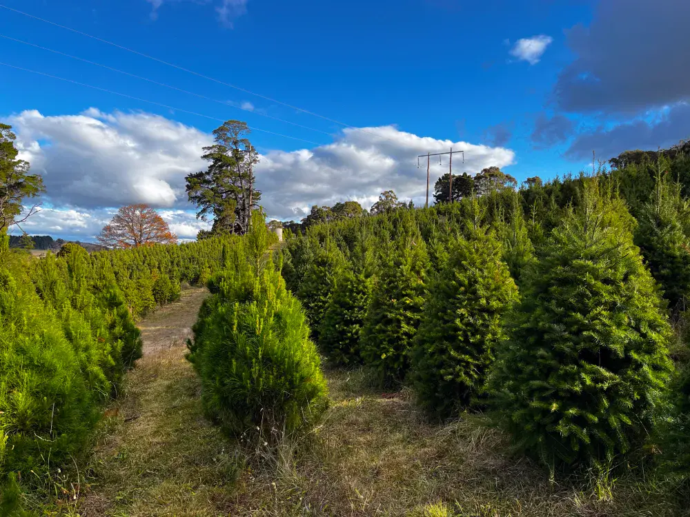 Rows of Douglas Fir and Monterey Pine Christmas trees growing at Spruced, our partner grower