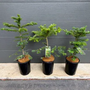Close-up of the leader and top whorl of a young Noble Fir potted Christmas tree, with bright green spring growth