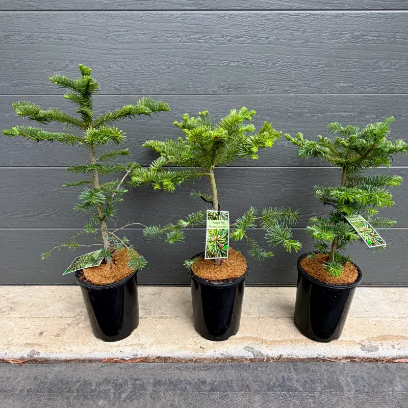 Close-up of the leader and top whorl of a young Noble Fir potted Christmas tree, with bright green spring growth