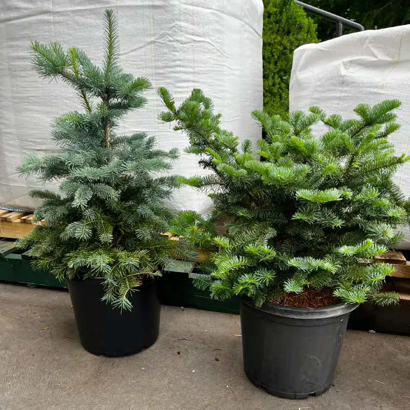 Abies-procera-potted-christmas-tree-mstr-1 Two young Noble Fir potted Christmas trees in 300mm pots, one upright with a leader and one squat and wide