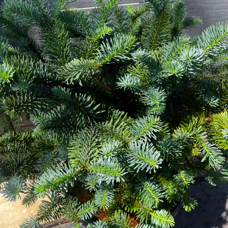 Abies-procera-potted-christmas-tree-mstr-2 Noble Fir potted Christmas tree seen from above, with stiff layered branches and blue-green needles