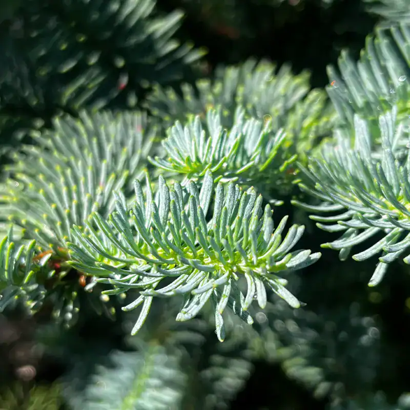 Abies-procera-potted-christmas-tree-mstr-3 Close-up of Noble Fir needles, silvery blue-green and curving upward along the shoot