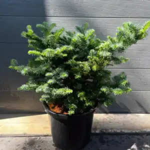 Close-up of Noble Fir needles, silvery blue-green and curving upward along the shoot