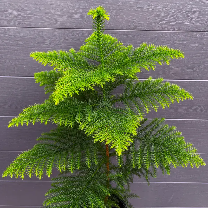 Araucaria-heterophylla-potted-christmas-tree-mstr-1 Upper tiers of a Norfolk Island Pine living Christmas tree, showing level branches and bright new growth