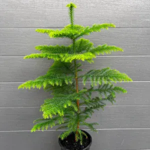 Norfolk Island Pine (Araucaria heterophylla) potted Christmas tree in a black grower pot, with soft green branches in even tiers