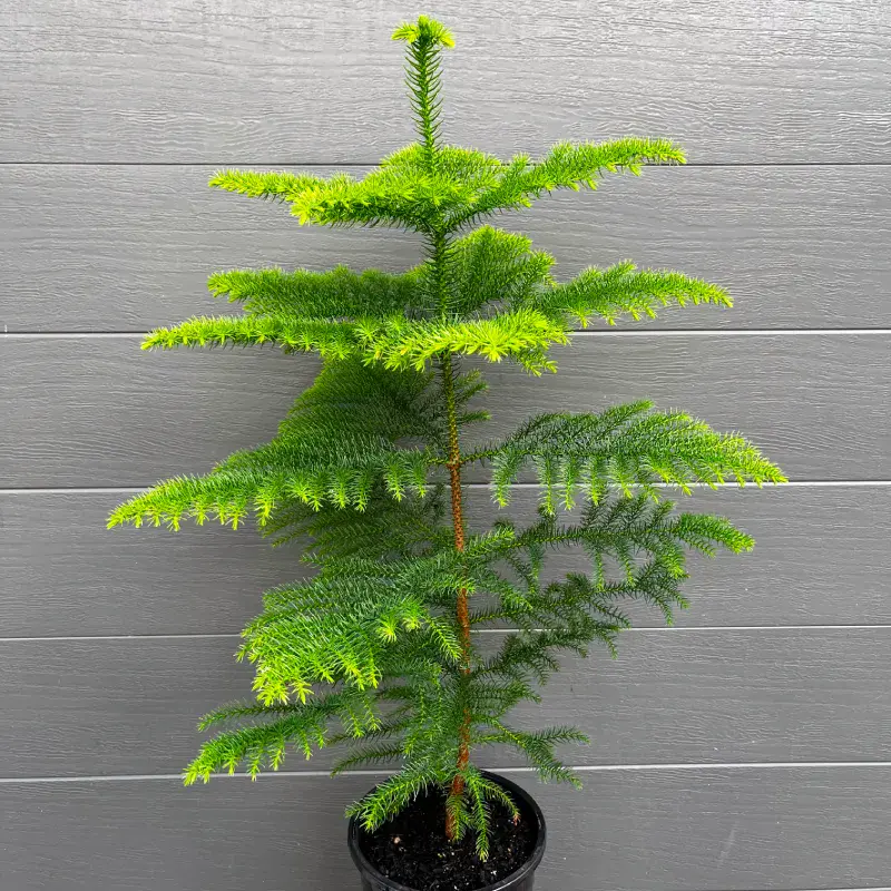 Araucaria-heterophylla-potted-christmas-tree-mstr-2 Norfolk Island Pine (Araucaria heterophylla) potted Christmas tree in a black grower pot, with soft green branches in even tiers