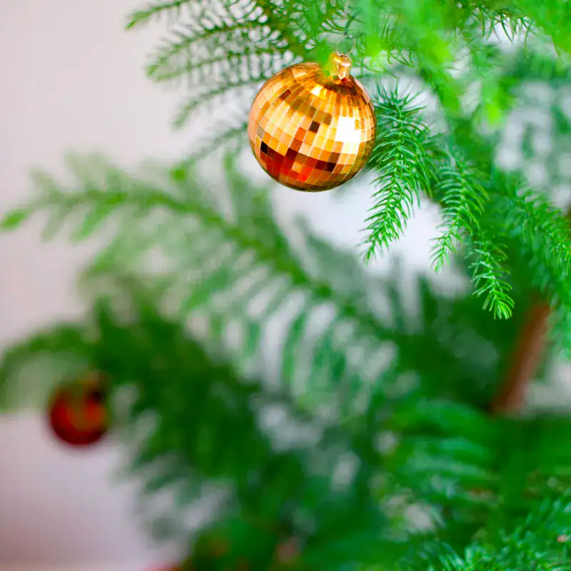Araucaria-heterophylla-potted-christmas-tree-mstr-3 A small gold bauble hanging from the soft branch of a Norfolk Island Pine living Christmas tree
