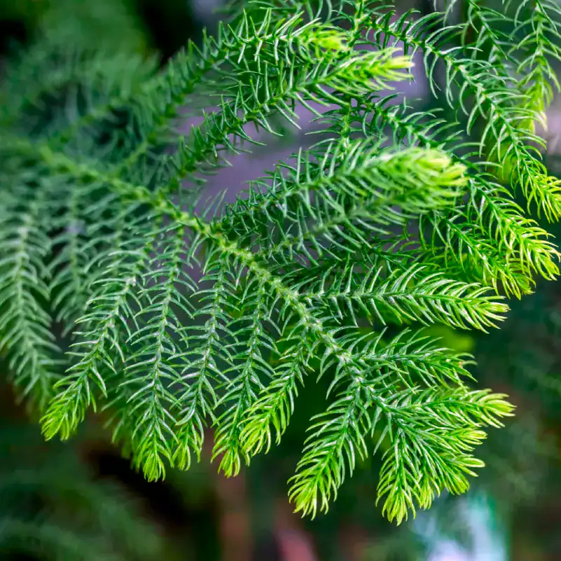 Araucaria-heterophylla-potted-christmas-tree-mstr-4 Close view of the soft, needle-like foliage of a Norfolk Island Pine (Araucaria heterophylla)