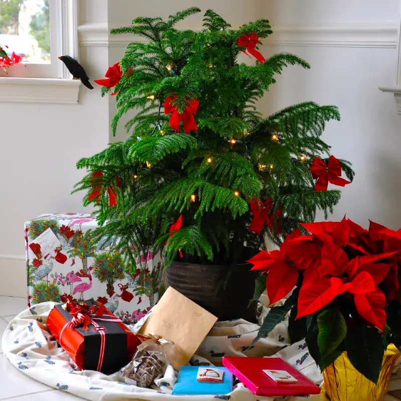 Araucaria-heterophylla-potted-christmas-tree-mstr-5 Norfolk Island Pine potted Christmas tree indoors, dressed with warm white lights and red bows beside wrapped gifts