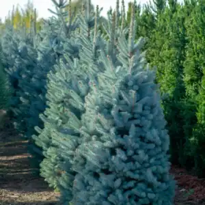 A young Colorado Blue Spruce (Picea pungens) growing on a Christmas tree farm, shown to illustrate the species