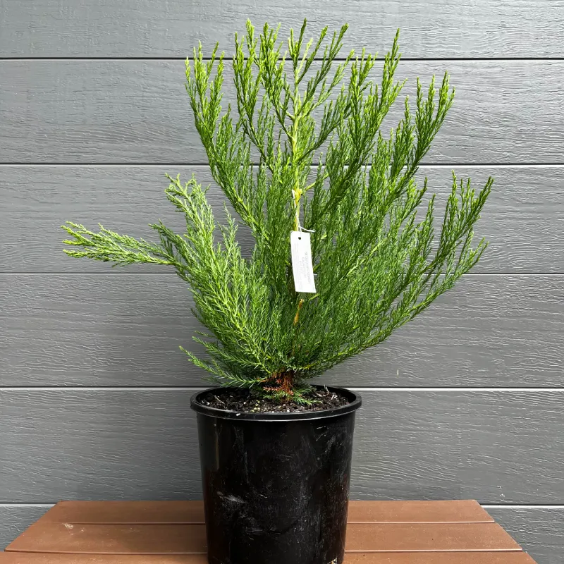 Sequoiadendron-giganteum-PCT-mstr-1 Giant Sequoia (Sequoiadendron giganteum) potted Christmas tree in a black grower pot, a bushy young tree with soft green foliage