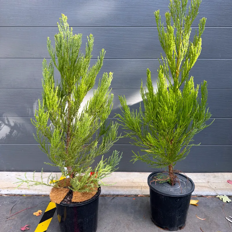 Sequoiadendron-giganteum-PCT-mstr-3 Two Giant Sequoia potted Christmas trees in black pots side by side, showing the range of heights and shapes