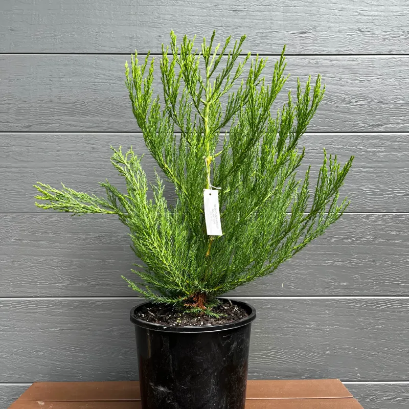 Sequoiadendron-giganteum-PCT-mstr-4 Young Giant Sequoia living Christmas tree in its pot, with upright, feathery branches